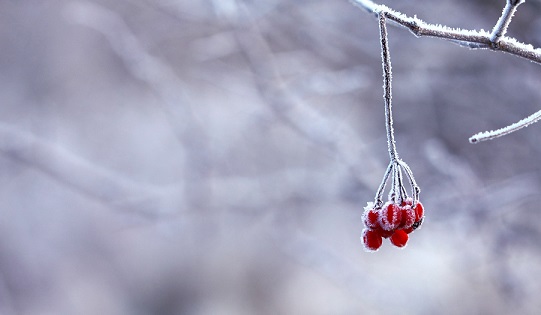 pexels-pixabay-64705-小圖.jpg